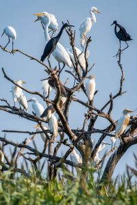 Colonial nesting herons and egrets in a tree